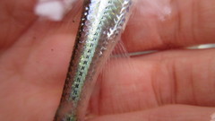 Notropis telescopus