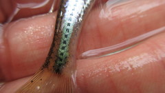Notropis telescopus