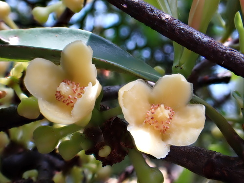 Garcinia oblongifolia observed 2026-04-26