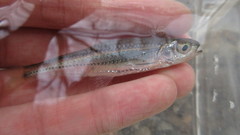 Notropis telescopus