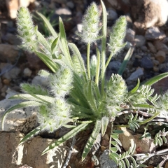 Plantago patagonica