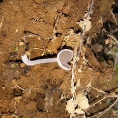 Helvella atra