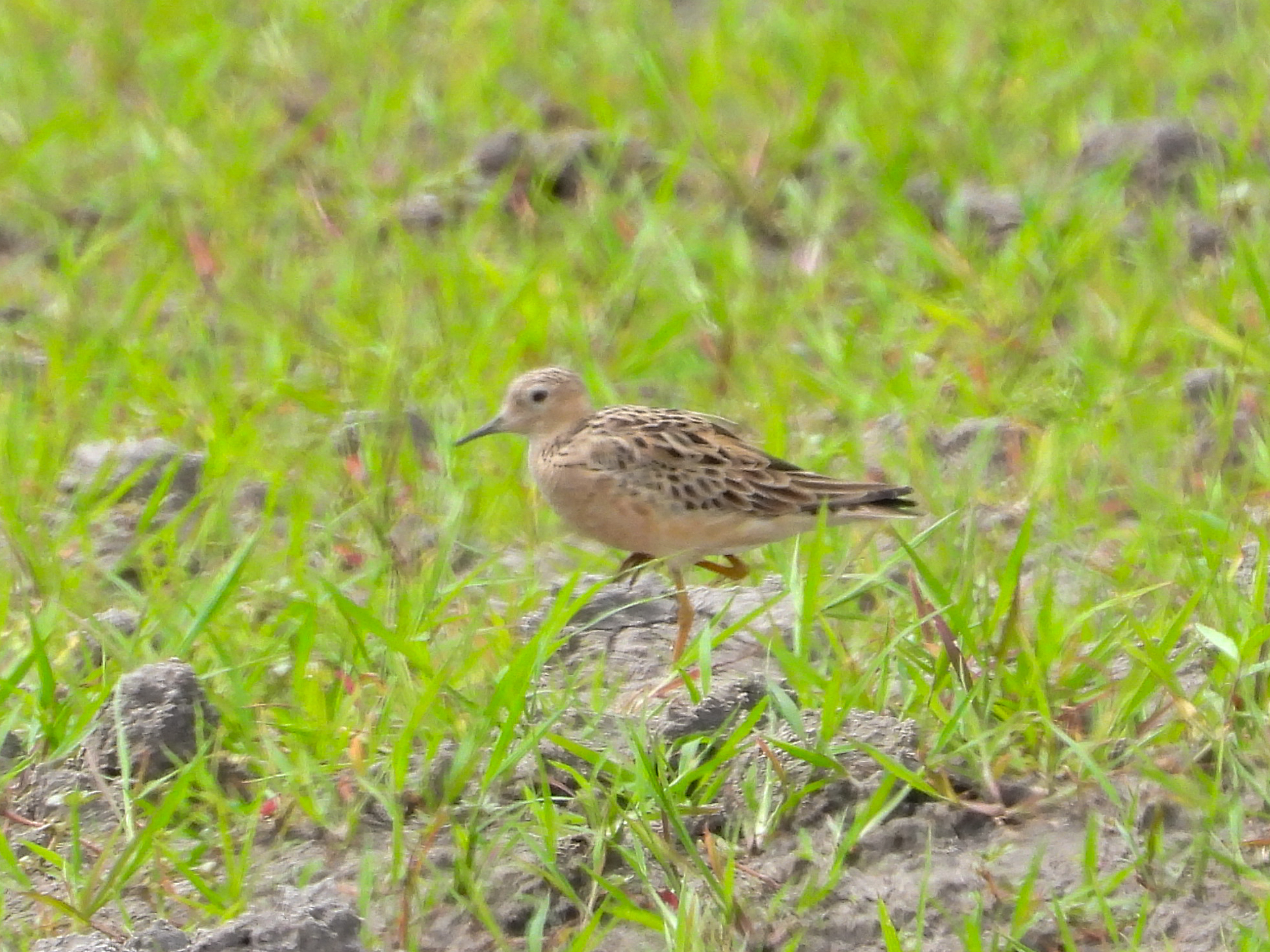 Buff-breasted Sandpiper (Calidris subruficollis), photo 7