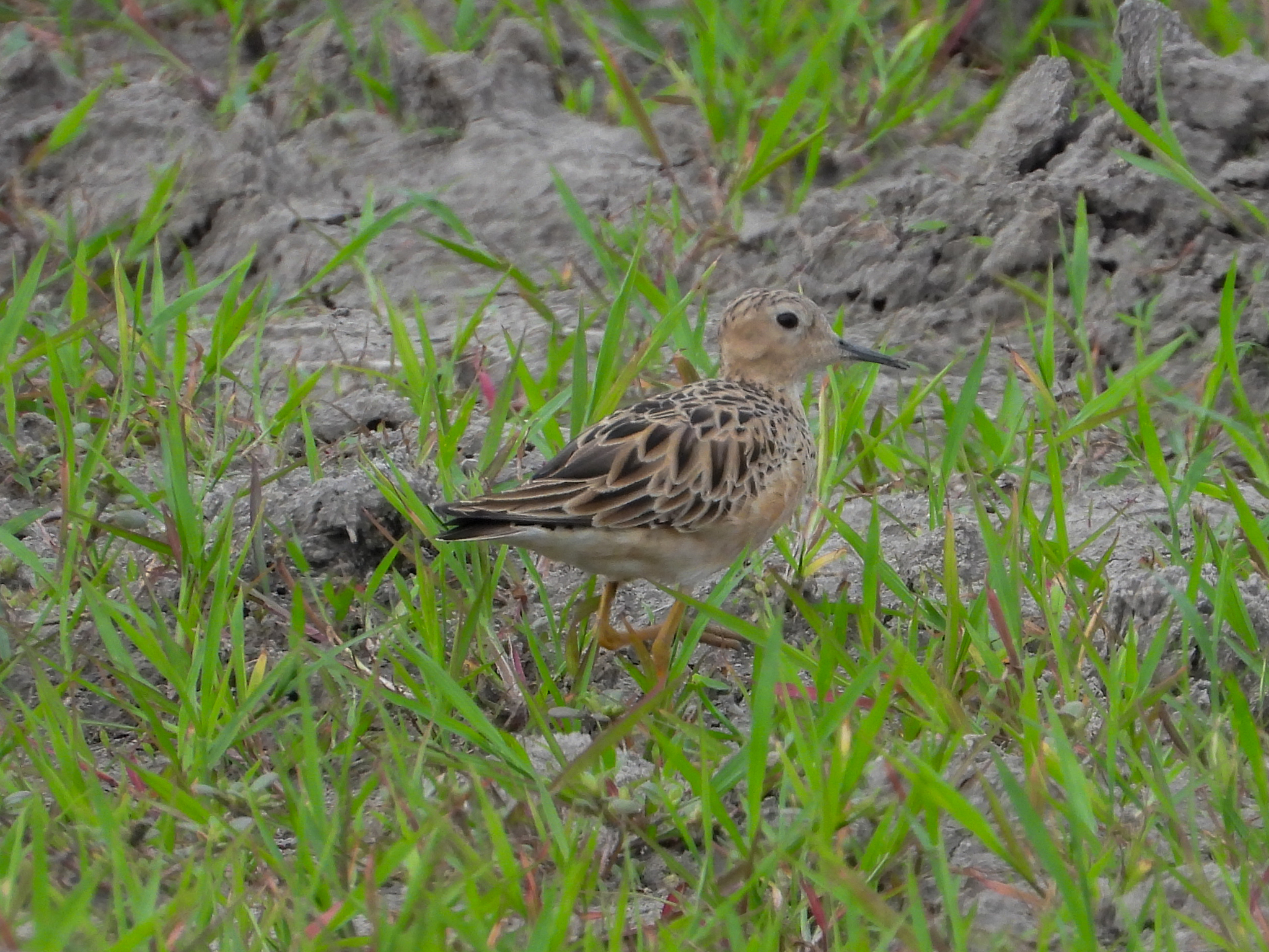 Buff-breasted Sandpiper (Calidris subruficollis), photo 4