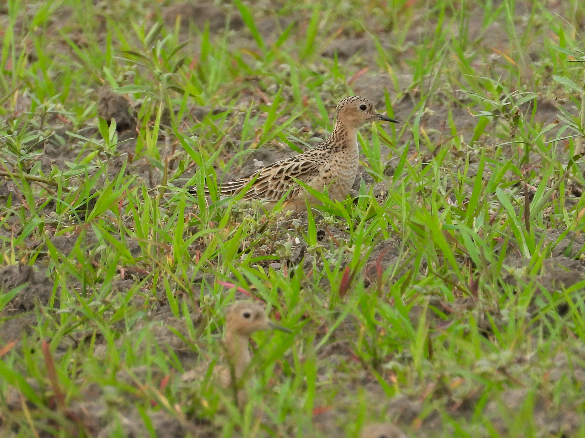 Buff-breasted Sandpiper (Calidris subruficollis), photo 5
