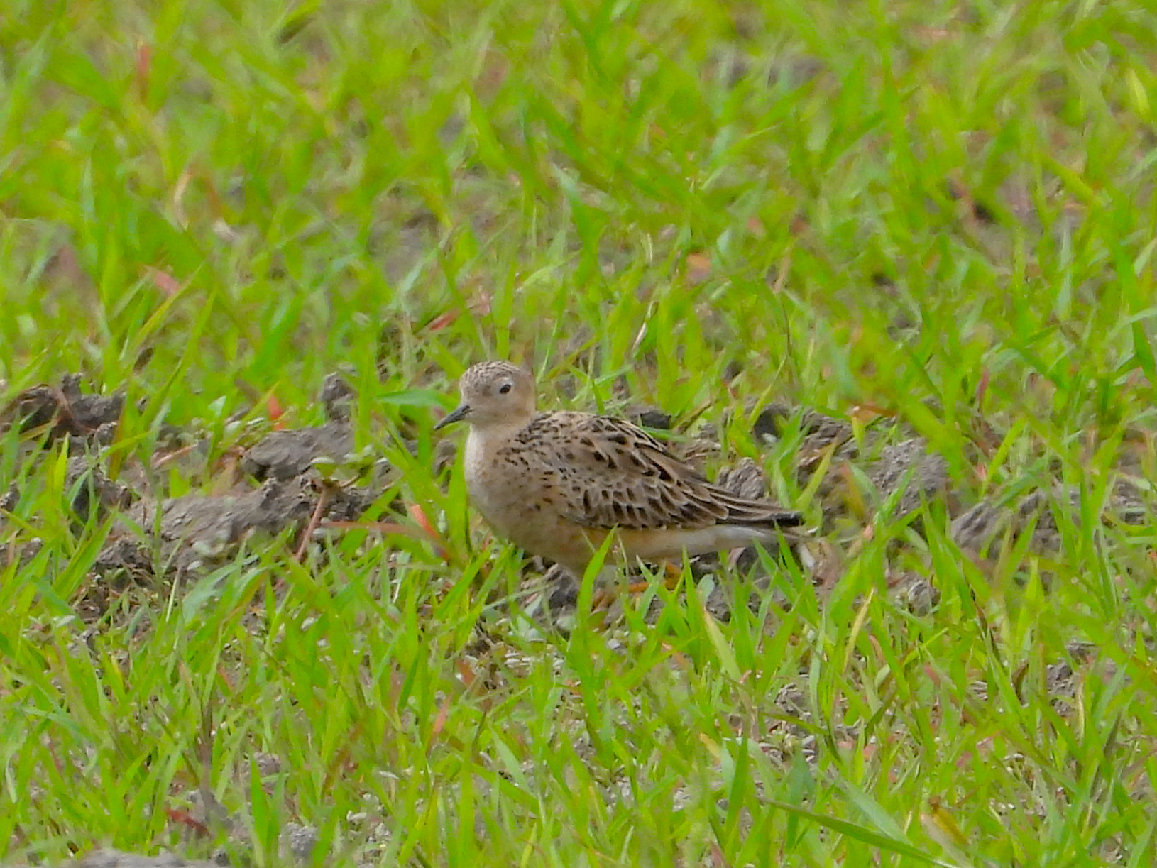 Buff-breasted Sandpiper (Calidris subruficollis), photo 8