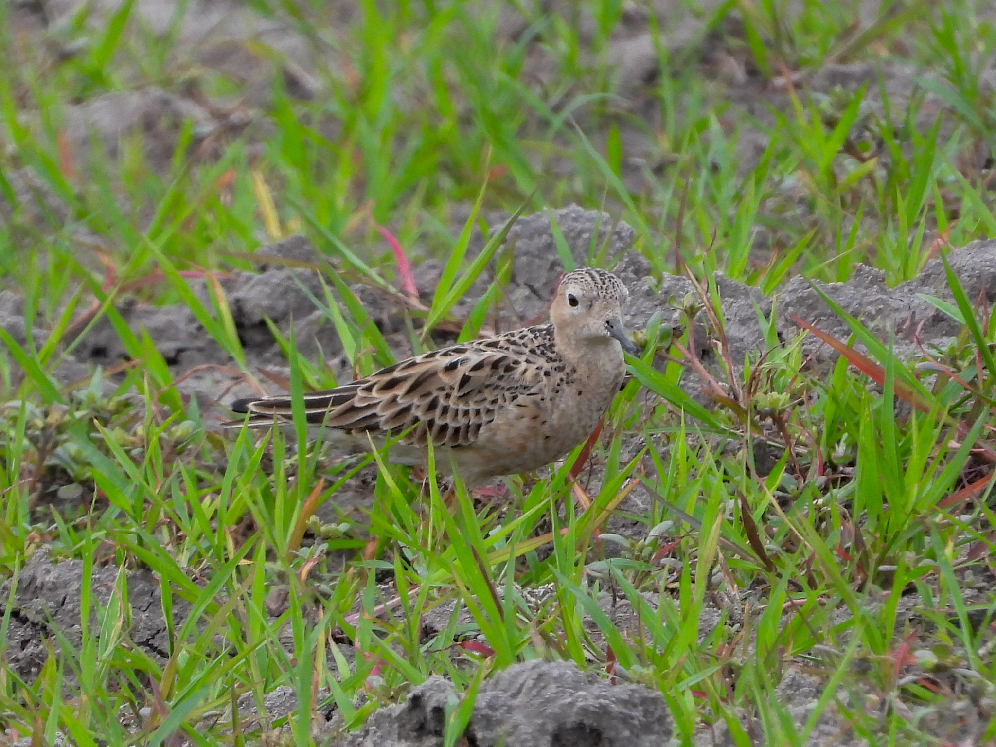 Buff-breasted Sandpiper (Calidris subruficollis), photo 6