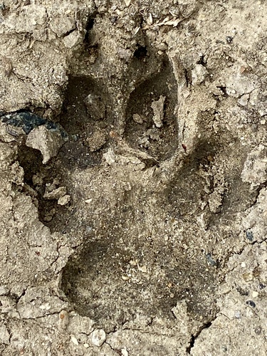 iNaturalist observation photo of Wolves and Dogs