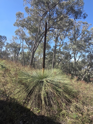 Xanthorrhoea glauca, photograph 6