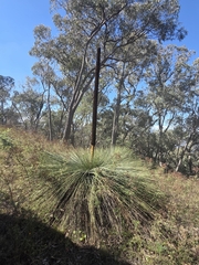 Xanthorrhoea glauca, photograph (c) Matthew Lincoln, some rights reserved (CC BY)