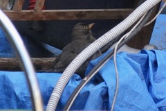 Turdus merula