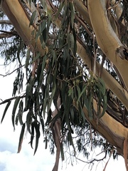 Eucalyptus globulus bicostata