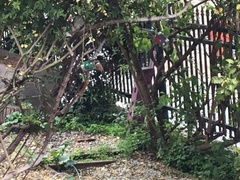 Passer domesticus