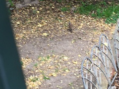 Passer domesticus
