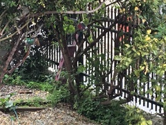 Passer domesticus