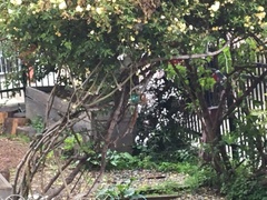 Passer domesticus