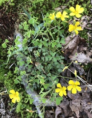 Oxalis macrantha