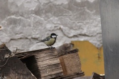 Parus major
