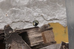 Parus major