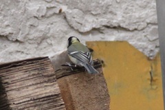 Parus major