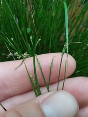Carex leptalea harperi
