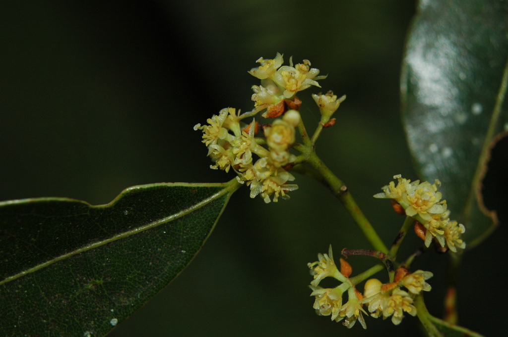 Litsea glaucescens from Coacoatzintla, Ver., México on February 27 ...