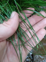 Carex leptalea harperi