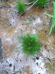 Carex leptalea harperi