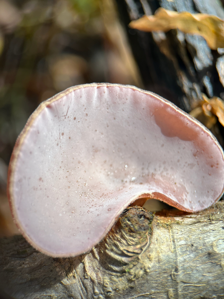 Auricularia cornea · April 2026 · photo: © jazminjade (iNaturalist, cc-by-sa)