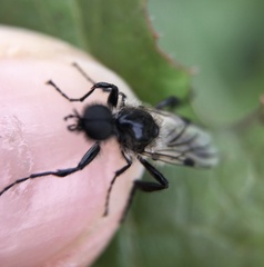 Bibio albipennis