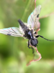 Bibio albipennis