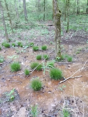 Carex leptalea harperi