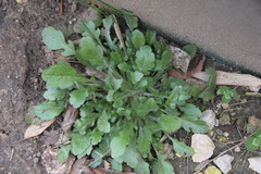 Capsella bursa-pastoris