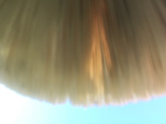 Chlorophyllum molybdites image