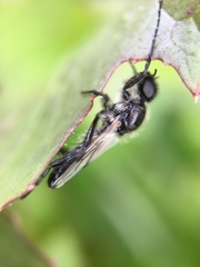 Bibio albipennis