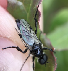 Bibio albipennis