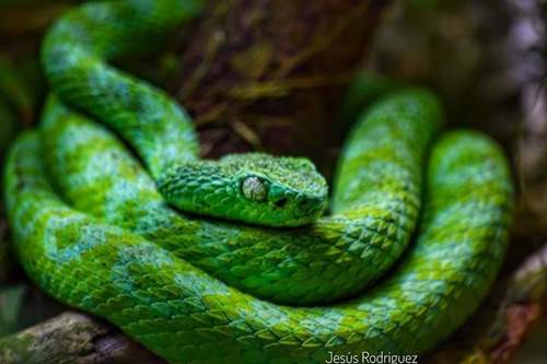 Guatemala Palm Pit Viper