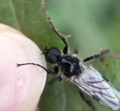 Bibio albipennis