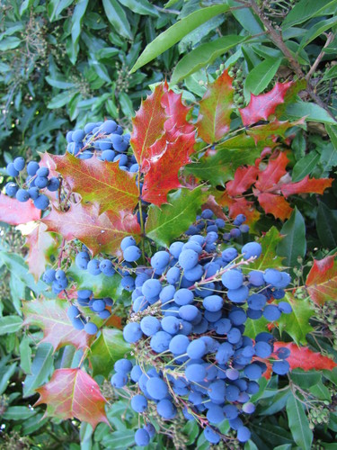 Creeping Oregon Grape fruiting
