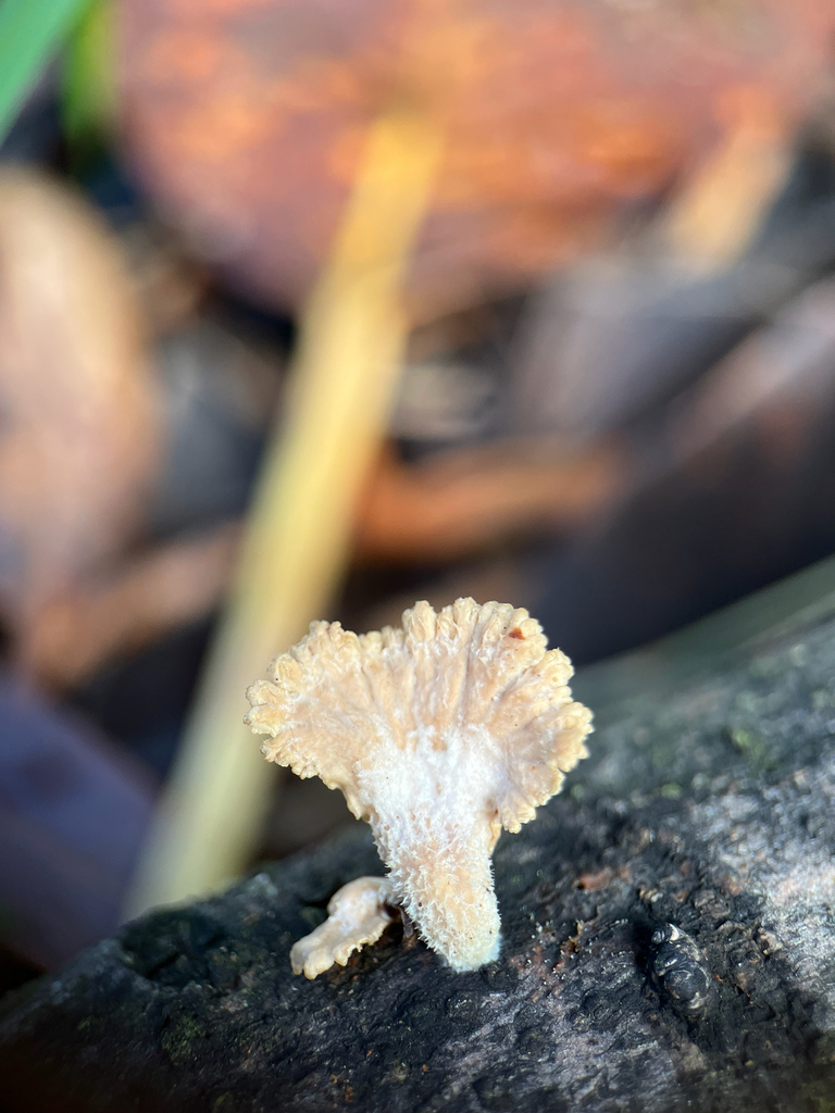 Schizophyllum commune · April 2026 · photo: © jazminjade (iNaturalist, cc-by-sa)