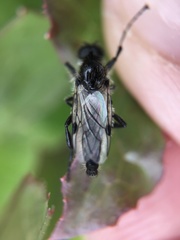 Bibio albipennis