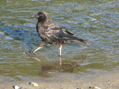 Corvus brachyrhynchos caurinus