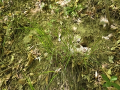 Melica mutica, photograph (c) Steve Young, some rights reserved (CC BY)