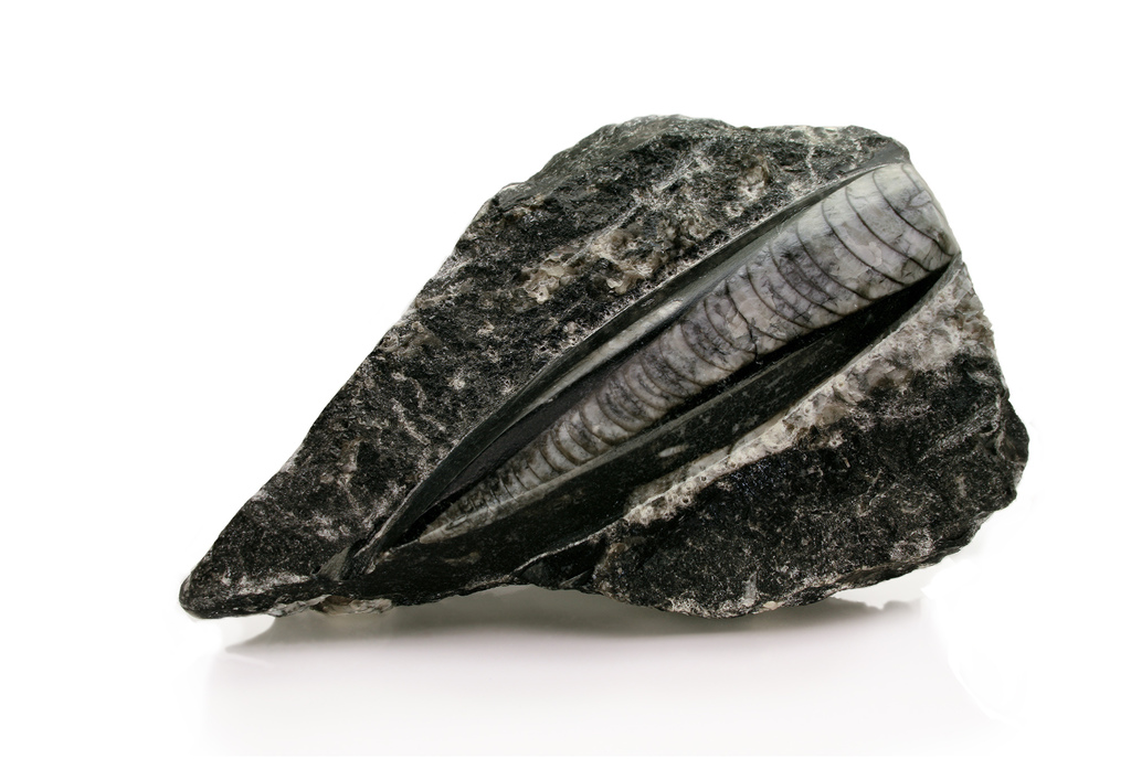 Orthocerids
