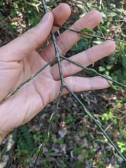 Buckleya distichophylla