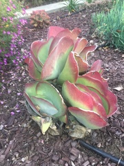 Kalanchoe luciae