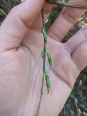 Buckleya distichophylla