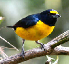 Euphonia minuta