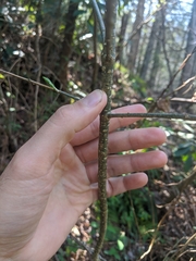 Buckleya distichophylla