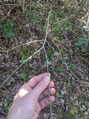 Buckleya distichophylla